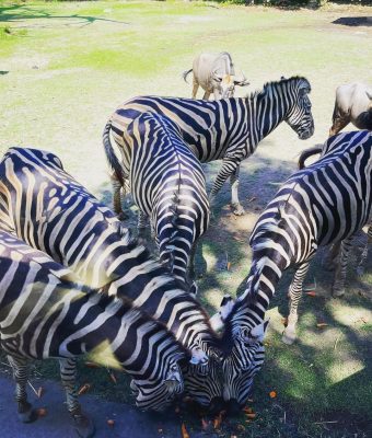 zebra bali safari